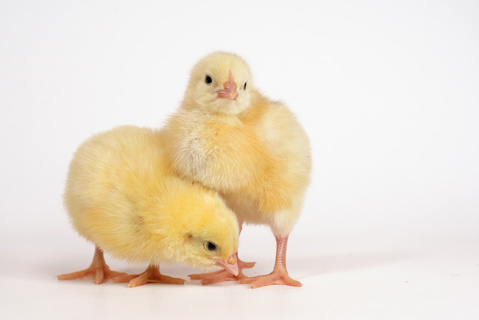 Broiler Chicks Broiler Chicks