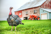 Turkey Poults, Bronze