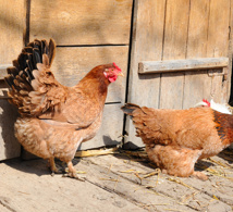 Red Ranger™ Chicks