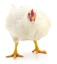 Slide 2 - Broiler Chicks (image)